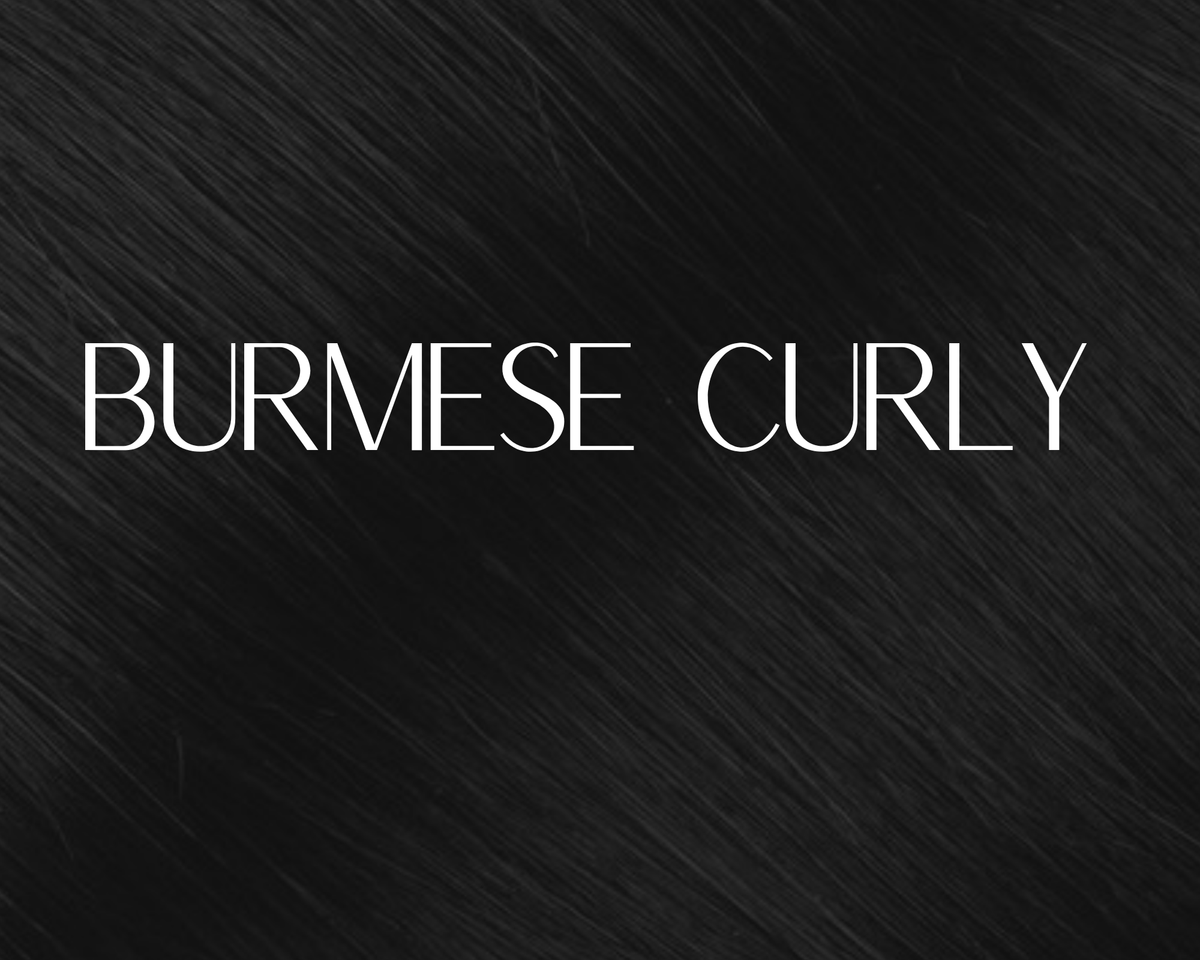 Burmese Curly