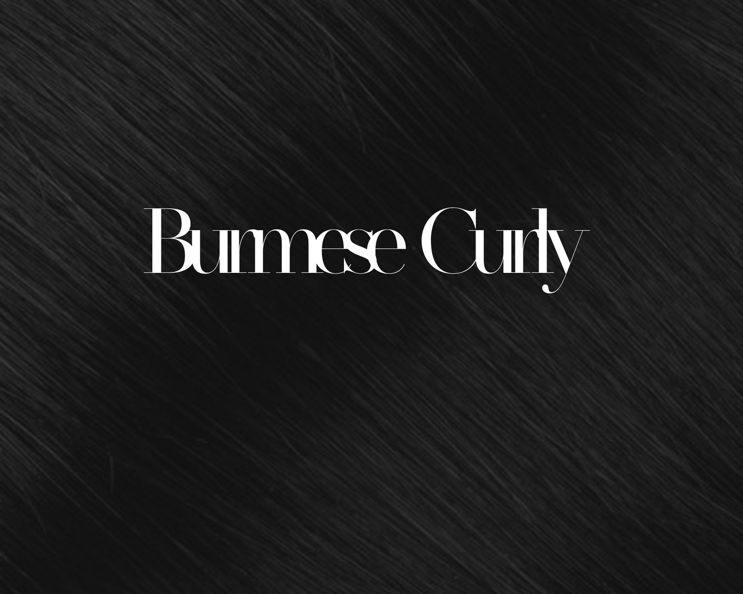 Burmese Curly